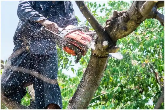 tree services Blanding